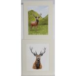 Bye XX,
Two pen ink and watercolours,
Red Deer Stag in a landscape and another,
Aperture of the