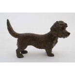 A Vienna cold painted bronze of a Dandie Dinmont dog . Indistinctly marked under 3 1/2" long