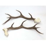 Taxidermy : a pair of Red Deer 10 point ( 2x 5 point ) Antlers unmounted , approximately 24" long