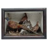 Taxidermy : a Victorian cased group of Cock and Hen Red Grouse together with a Ring Neck Pheasant in