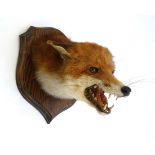 Taxidermy : a fox mask mounted on an oak shield with hook catch verso, 10 2/3" high   CONDITION: