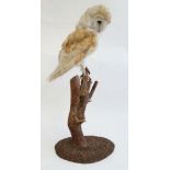 WITHDRAWN FROM AUCTION
Taxidermy :   A mounted Barn owl upon a hazel branch mounted on a shaped