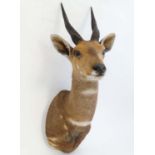 Taxidermy : a Big Game African Bushbok head mount ( shoulder mount) 29" high