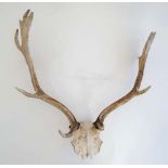 Taxidermy : a pair of Fallow buck Antlers  for mounting, , approximately 19 1/2" high CONDITION: