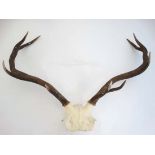 Taxidermy : a mounted set of Red Deer 9 ( 5+4) antlers, approximately 28 1/2" long CONDITION: Please