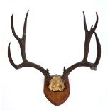 Taxidermy : A mounted set of Red Deer antlers , fixed to an oak shield , 22" wide, understood to