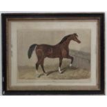 Horse Racing : a hand coloured etching of the thoroughbred stallion racehorse ' Sultan ' who
