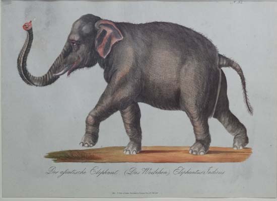 A pair of reprint coloured animal prints depicting a Lion and an Elephant, the lion entitled ' Der - Image 3 of 11