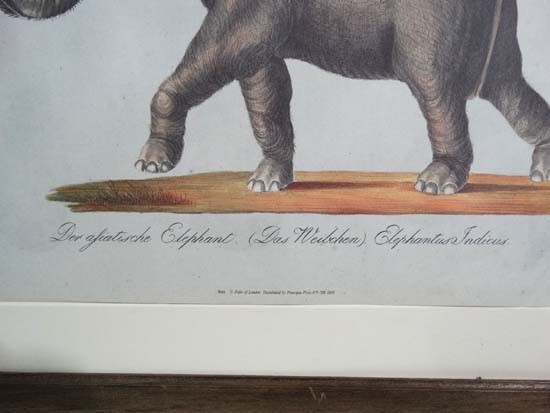 A pair of reprint coloured animal prints depicting a Lion and an Elephant, the lion entitled ' Der - Image 7 of 11