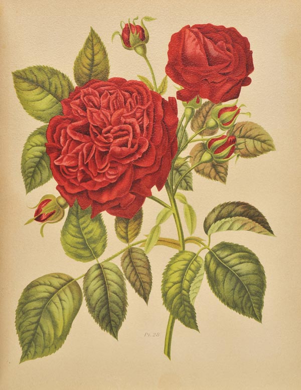 Hariot (Paul). Le Livre d’Or des Roses. Iconographie Histoire et Culture de la Rose, Paris, [