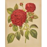 Hariot (Paul). Le Livre d’Or des Roses. Iconographie Histoire et Culture de la Rose, Paris, [