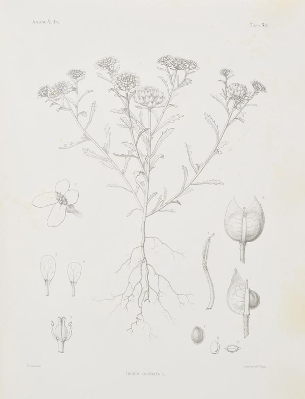 Cosson (E.). Illustrationes Florae Atlanticae..., 2 vols., Paris: G. Masson, 1882-1897, 150 (of 152)