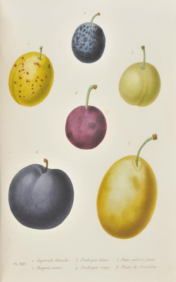 Noisette (Louis Claude). Le Jardin Fruitier, Histoire et Culture des Arbres Fruitiers, des Ananas, - Image 4 of 4