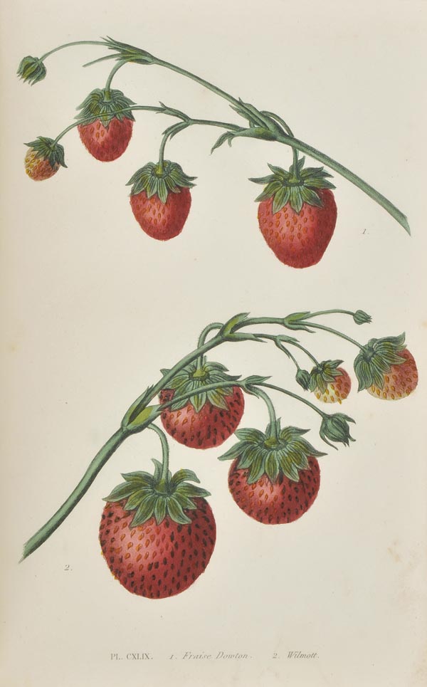 Noisette (Louis Claude). Le Jardin Fruitier, Histoire et Culture des Arbres Fruitiers, des Ananas, - Image 3 of 4