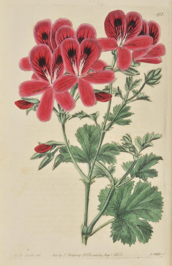 Sweet (Robert). Geraniaceae. The Natural Order of Gerania, vols. I & II only (of 5), 1820-24, 192