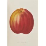 Noisette (Louis Claude). Le Jardin Fruitier, Histoire et Culture des Arbres Fruitiers, des Ananas,
