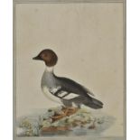 * W.S. Watercolour of a duck, 1800, pen, ink, and watercolour, on laid paper, showing a black and