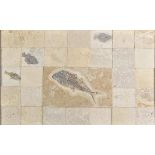 * Fish Collage. A large and impressive fossilised fish collage containing thirty pieces of rock,