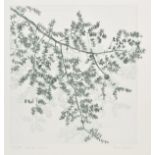 * Beaver (Tessa, 1932- ). Hemlock Branch, etching printed in green on heavy handmade paper, signed,