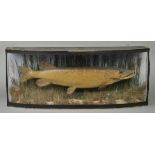 * Taxidermy. Pike, early 20th century, well presented specimen in a naturalistic setting presented