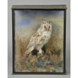 * Taxidermy. Long Eared Owl, mid 20th century, well mounted specimen displayed in a naturalistic