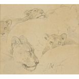 *Strutt (William, 1825-1915). Studies of a Lioness and Cubs, several studies on one sheet, pencil