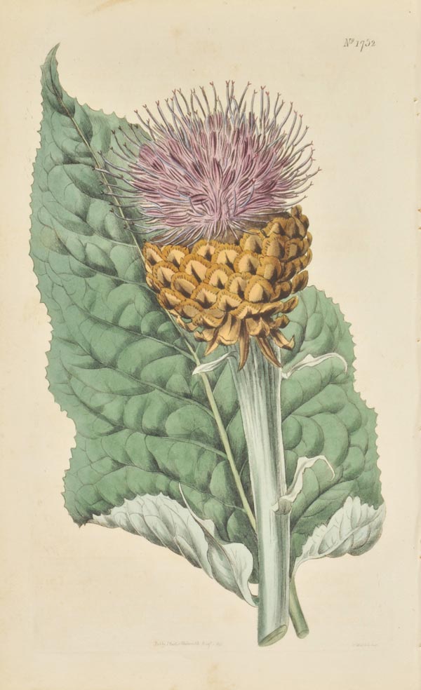 Curtis (Samuel and Hooker, Sir William Jackson). Curtis's Botanical Magazine; or Flower-Garden