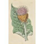 Curtis (Samuel and Hooker, Sir William Jackson). Curtis's Botanical Magazine; or Flower-Garden