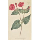 Curtis (William). The Botanical Magazine, or Flower-Garden Displayed..., four volumes (7-8, 11-12