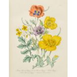 Loudon (Mrs. Jane). British Wild Flowers, 2nd. edition, published William S Orr & Co., circa 1855,