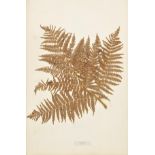 Botanical Specimens. British Ferns, circa 1854,  seventeen loose folio leaves, each with a mounted