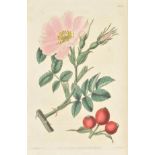 Lindley (John). Rosarum Monographia; or, a Botanical History of Roses. To which is added an