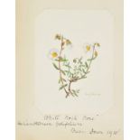 Album. An album of botanical watercolours by Emily Ledbrook, Welton Lawn, Leamington Spa,