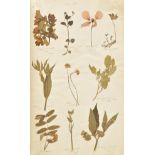 Botanical Specimens. A folio volume of dried specimens, 1877-1878,  approximately 100 leaves, each