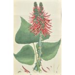 Andrews (Henry). Botanists Repository, Comprising Coloured Engravings of New and Old Plants...