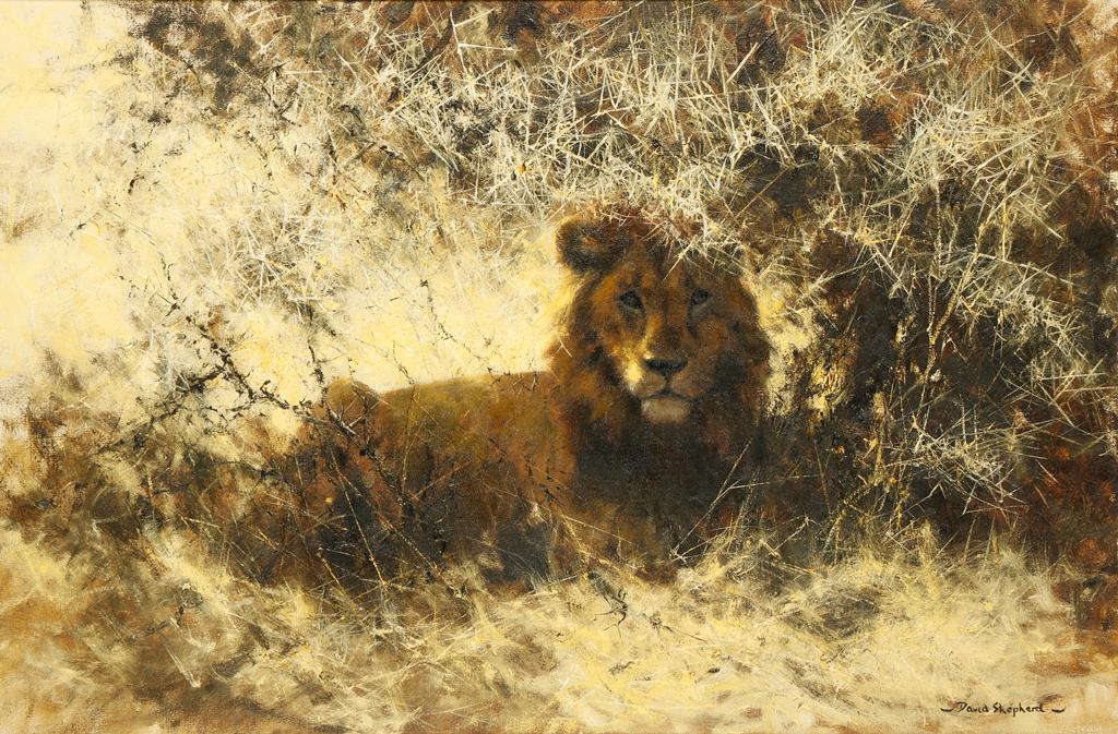 •DAVID SHEPHERD, (b.1931) A lion in the bush, signed lower right, oil on canvas, 19.5" x 20.5".