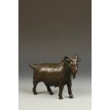 A BRONZE FIGURE OF A GOAT, the animal stepping forward with its' head turned slightly to the