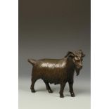 AN ORIENTAL BRONZE GOAT, with its head turned to the right, 19thC, 10.5" long