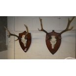 A set of antlers mounted on a shield and another similar pair (2)