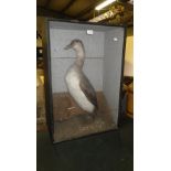A Victorian taxidermy White Billed Diver in a glazed case