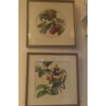 Ada Hanbury: Two watercolour studies painted for a book on flora and fauna, published in 1898, '