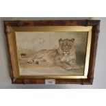 'Kruger's Lioness (Zoo 1900)', a watercolour study of a lioness, inscribed and dated and monogrammed