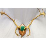 CARIBOU ANTLERS TROPHY, H 35", W 47": antlers  only mounted on wood wall plaque..