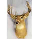 TEN-POINT DEER TROPHY, H 24", W 19": ten point  white tail deer, shoulder trophy mount.