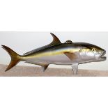 YELLOW FIN TUNA MOUNT, L 38": full body yellow  fin tuna.