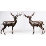 LIFE SIZE BRONZE DEER, TWO, H 70", L 60":  Unsigned; brown patina.