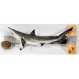 SHARK TROPHY MOUNT, L 27 1/2", & A BLOWFISH:  full body shark mount and blow fish.