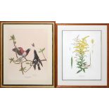 OFFSET COLOR LITHOGRAPHS, 20TH C., TWO:  Including 1 by Ray Harm, "Rose-Breasted  Grosbeak", 19" x