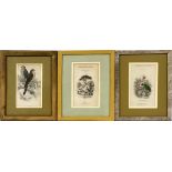 STEWART, HAND-COLORED NATURALIST LIBRARY OF  BIRDS, THREE, 6" X 3 1/2":