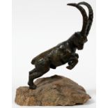 BRONZE REARING RAM ON A ROCK, H 9 1/2", W 7 1/4": Unsigned.